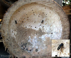 anti rayap bali, termite control, jasa basmi rayap, jasa pest control