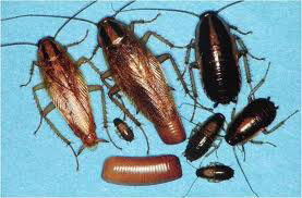 anti rayap bali, termite control, jasa basmi rayap, jasa pest control